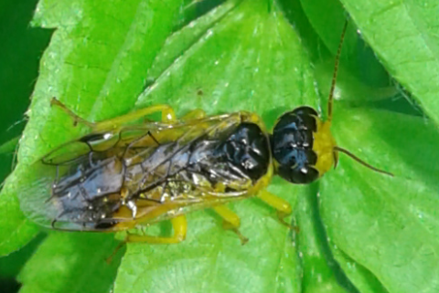 Pamphiliidae : Pamphilius cfr. inanitus?